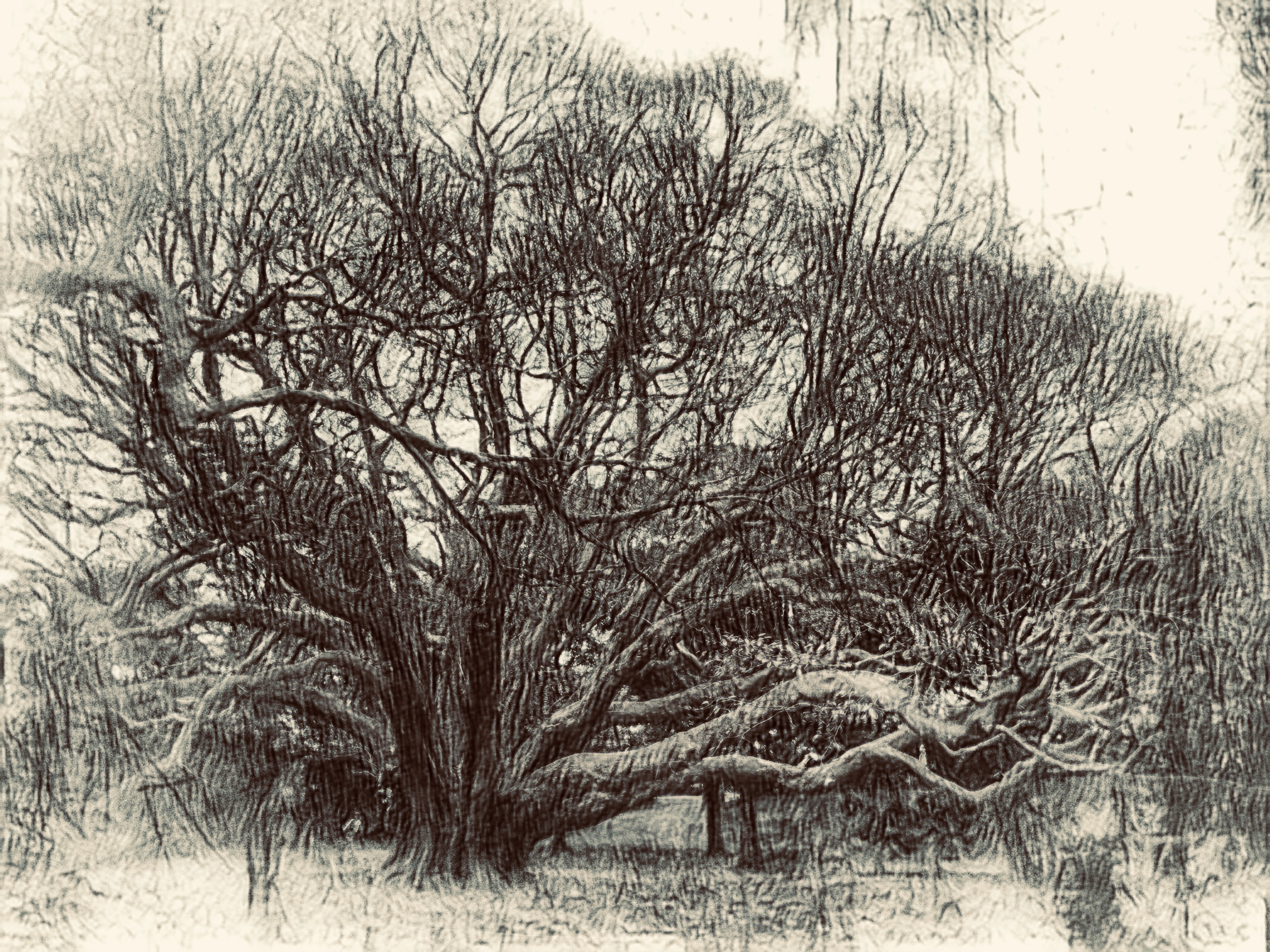 Issue #62 Frontispiece, ancient tree, bereft of leaves